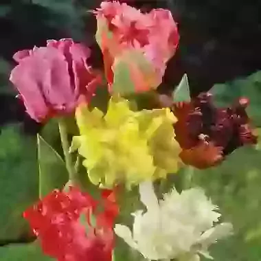 Parrot Tulip Mixture